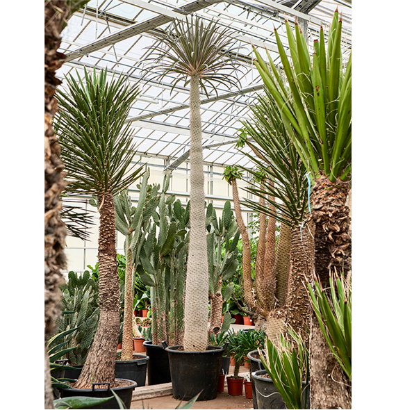 Pachypodium geayi 4PAGEKK00
