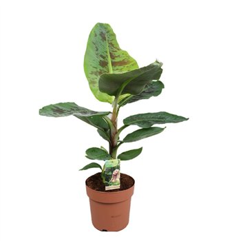 Bananovec dwarf cavendish 65cm 21cm Q3938