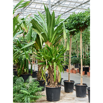 Pandanus dubius (300-350cm) 4PADURS09