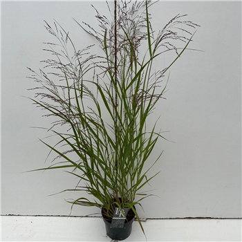 Panicum virgatum 'Squaw' F00003939