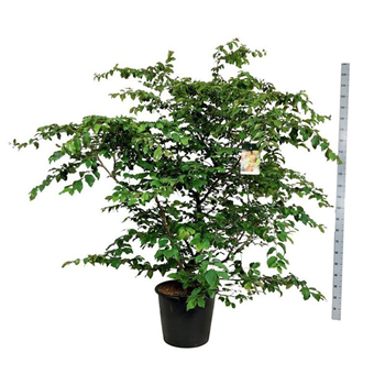 Parrotia persica F00005689