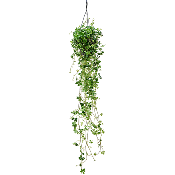 Parthenocissus striata 4PASTHA20