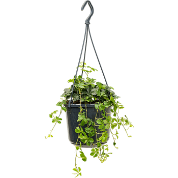 Parthenocissus striata 4PASTHA15
