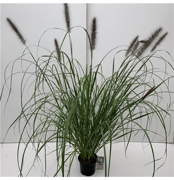 Pennisetum 'Red Head' F00003999
