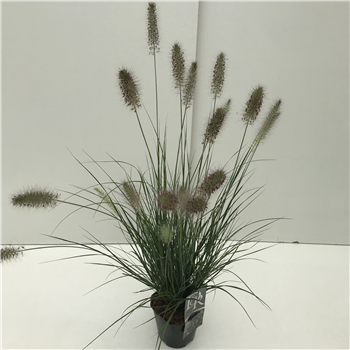 Pennisetum alopecuroides 'Hameln' F00003878