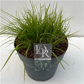 Pennisetum alopecuroides 'Hameln' F00004942