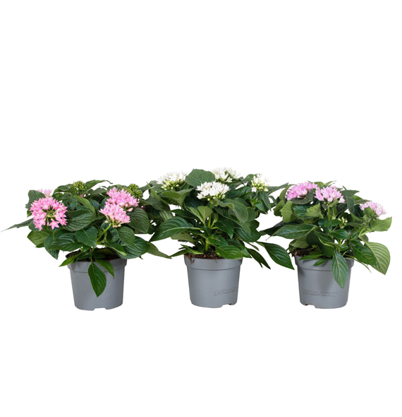 Pentas lanceolata mix F00004923