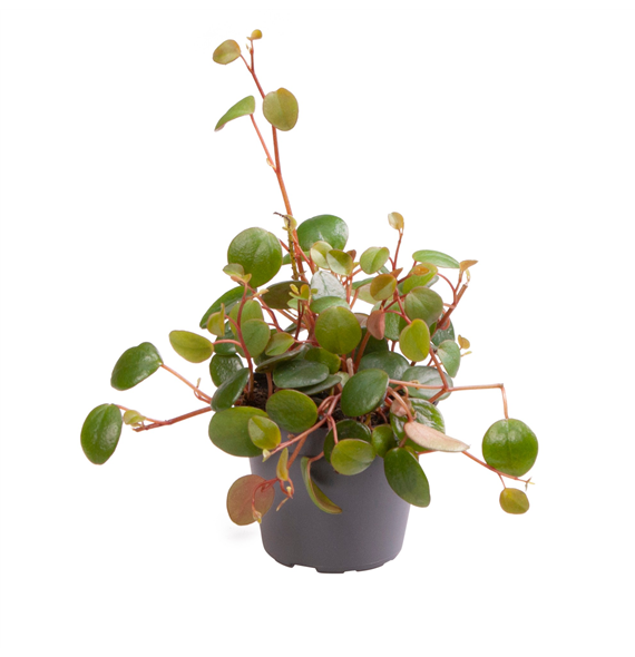 Peperomia 'Pepperspot' F00002029