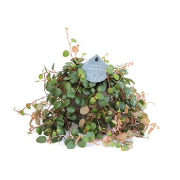 Peperomia 'Pepperspot' F00004281