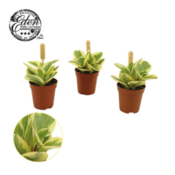 Peperomia Obtipan Bicolor F00000377