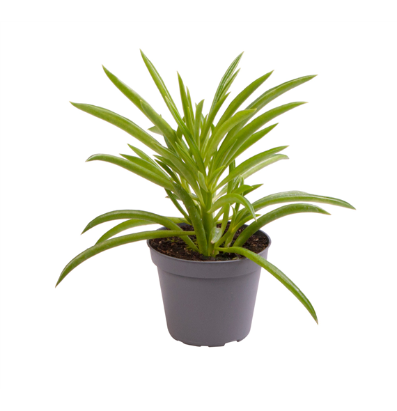 Peperomia Nevada F00004265
