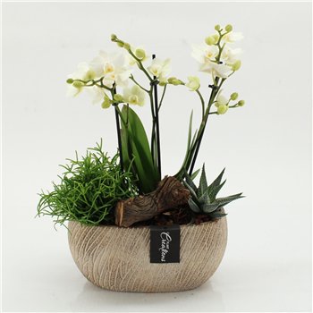 Orhideja Phalaenopsis PHAL-2608 creatie 3 pp 50cm 23cm Q4552