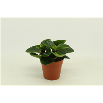 Peperomia Obtusifolia Red Canyon F00000378