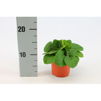 Peperomia Rana Verde F00001190