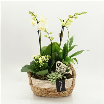 Orhideja Phalaenopsis PHAL-2630W creatie 4 pp 50cm 24cm Q4585