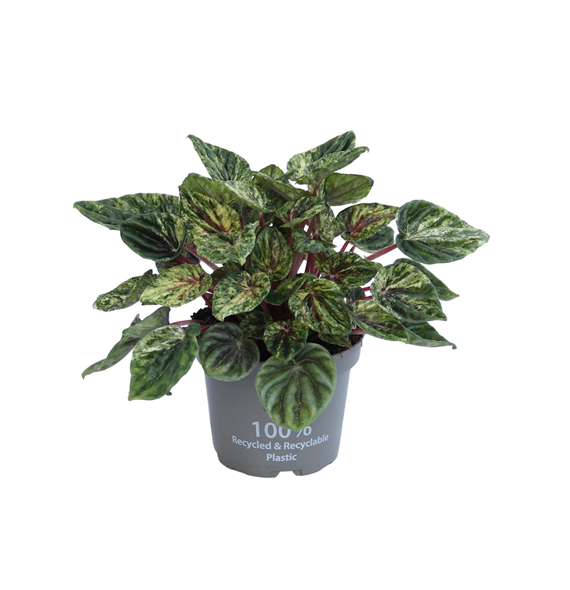 Peperomia caperata 'Buenos Aires' F00004273
