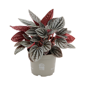 Peperomia caperata 'Caracas' F00004270