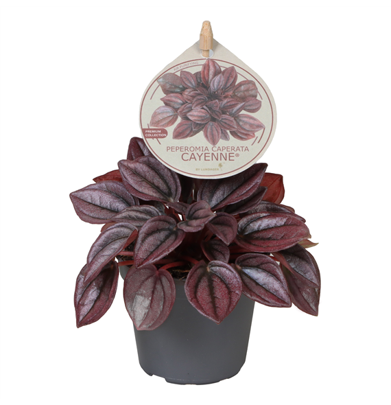 Peperomia caperata 'Cayenne' F00004458