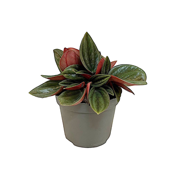 Peperomia caperata 'Rosso' F00004271