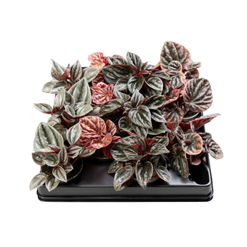 Peperomia caperata mix F00001995