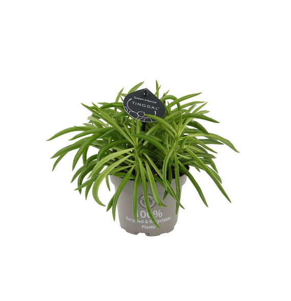 Peperomia ferreyrae 'Nevada' F00002243