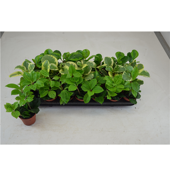 Peperomia mix F00000797