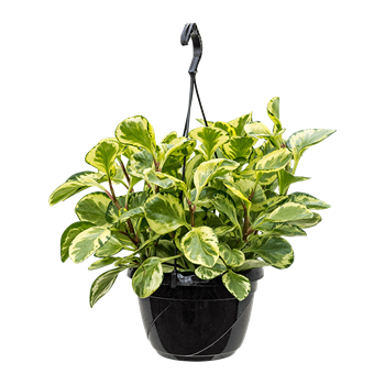 Peperomia obtusifolia 'Golden Gate' 4PEOBHA15