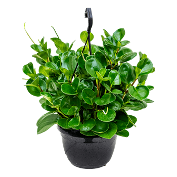 Peperomia obtusifolia 'Green' 4PEOBHA20