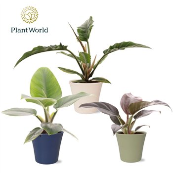 Miks lončnic Philodendron mix in pot Coco collectie Top Bend 1 pp 40cm 14cm Q4856