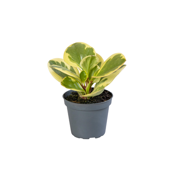 Peperomia obtusifolia 'Obtipan Bicolor' F00002030