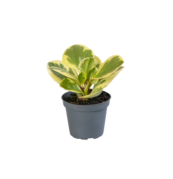 Peperomia obtusifolia 'Obtipan Bicolor' F00002030