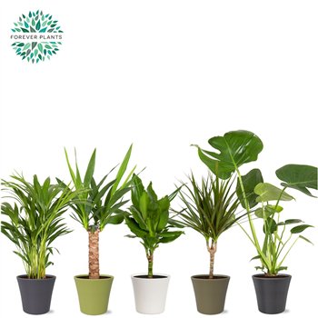 Miks lončnic green Mix p14 in COCO ceramic 1 pp 50cm 14cm Q4898