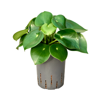 Peperomia polybotrya 'Raindrop' 1PERABP15