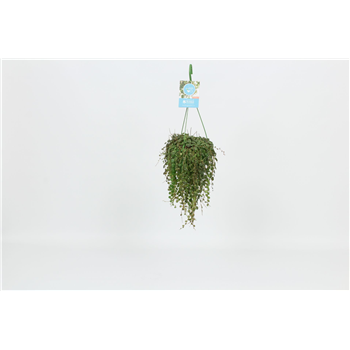 Peperomia prostrata F00005478