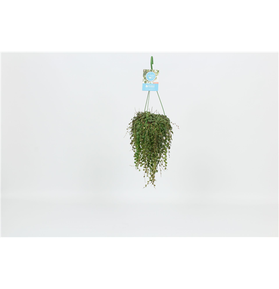 Peperomia prostrata F00005478