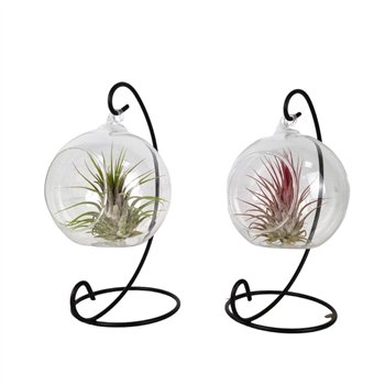 Tillandsia arrangement hangbol frame small1 pp 20cm 10cm Q5214