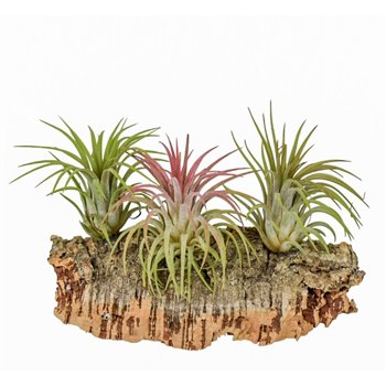 Tillandsia arrangement Kurkhout medium1 pp 1 fl 20cm 12cm Q5225