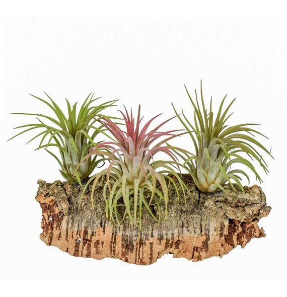 Tillandsia arrangement Kurkhout medium1 pp 1 fl 20cm 12cm Q5225