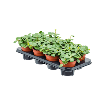 Peperomia tetraphylla 'Hope' 8/tray 4PEHOBP09