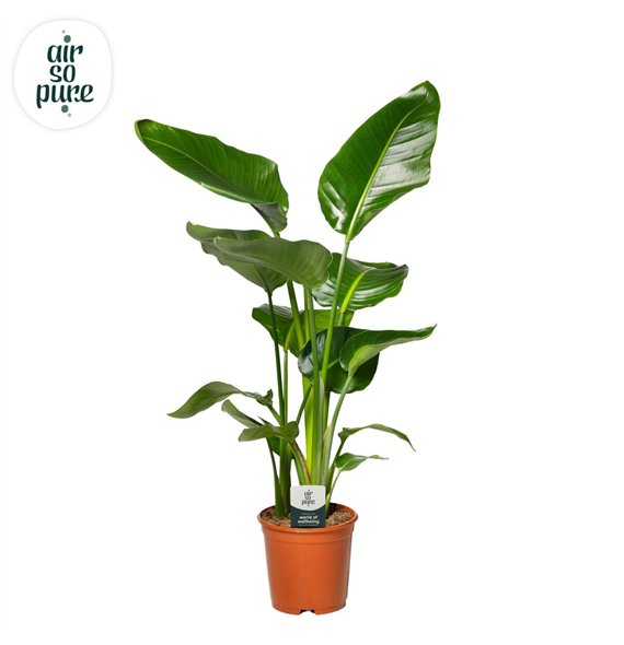 Strelicija nicolai Nicolai p21 without flower fl  3 pp 80cm 21cm Q5280