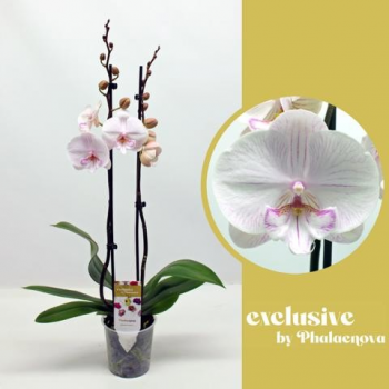 Orhideja Phalaenopsis 'Ambon' F00001252