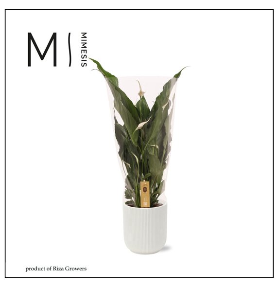 Spatifil sweet chico Sweet Chico - 13cm in Atlanta White | Mimesis 5 fl  1 pp 55cm 13cm Q5321