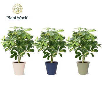 Šeflera arboricola gold capella Gold Capella on stem in Coco collectie Top Blend 2 pp 45cm 14cm Q5375