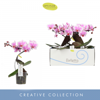 Orhideja Phalaenopsis 'Balletto Spinturn' F00002317