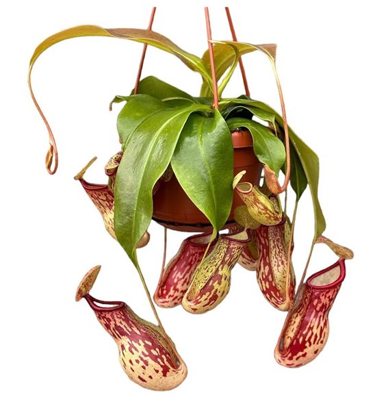 Nepenthes Monkey Jars Gaya 8 fl 45cm 14cm Q5462