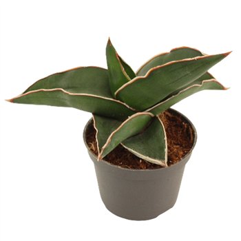 Taščin jezik - Sanseveria ehrenbergii samurai 6cm 14cm 6cm Q1264