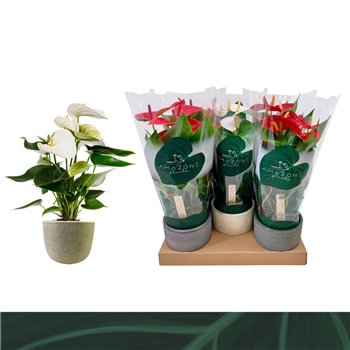 Anthurium andr  mix 3 colours - Luxe keramiek5 fl 40cm 12cm Q440