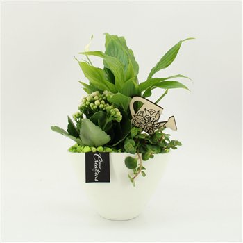 Nasad FDCR-2610GR Basic Fundamentals 3 pp 40cm 18cm Q555