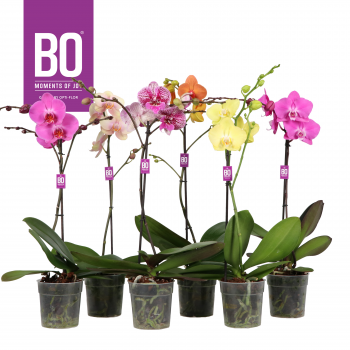 Orhideja Phalaenopsis 'Funda' Bo Collection mix F00004123