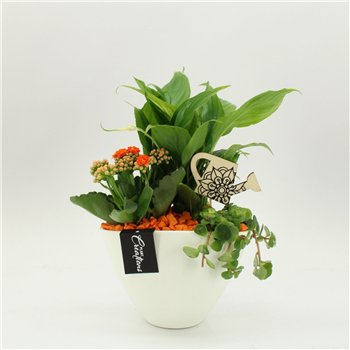 Nasad FDCR-2610OR Basic Fundamentals 3 pp 40cm 18cm Q557